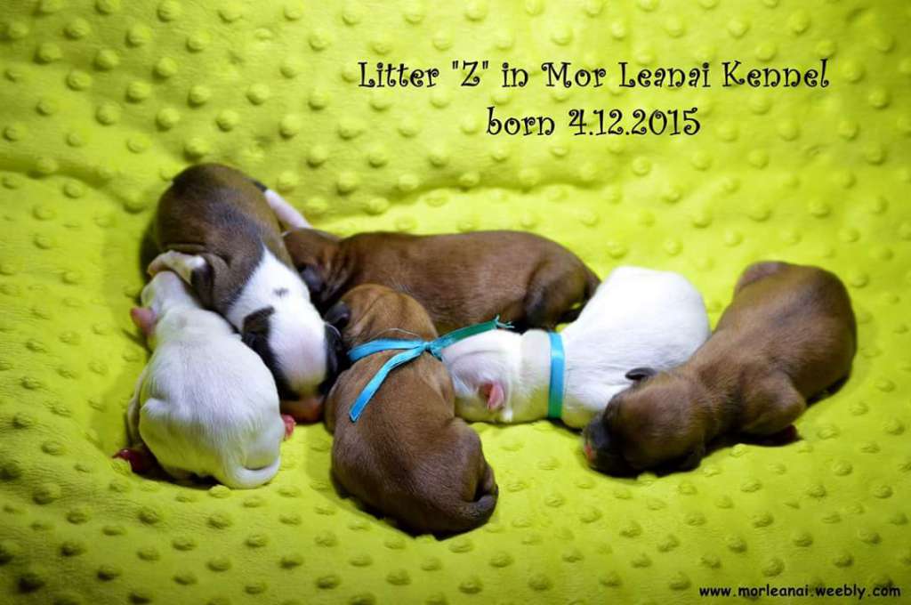 Zone Of Fantasy Mor Leanai