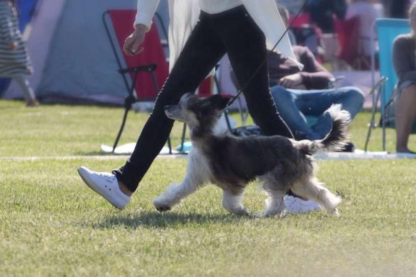 Jean Dark Jack Sparrow