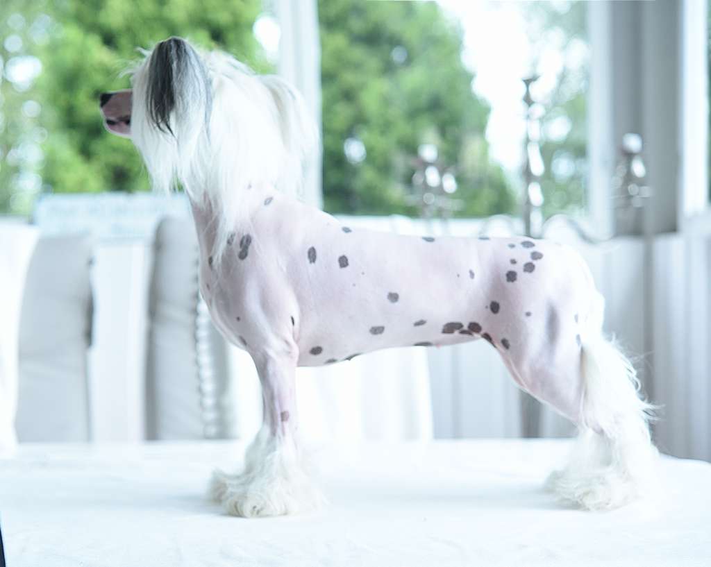 Jean Dark Joan of Arc