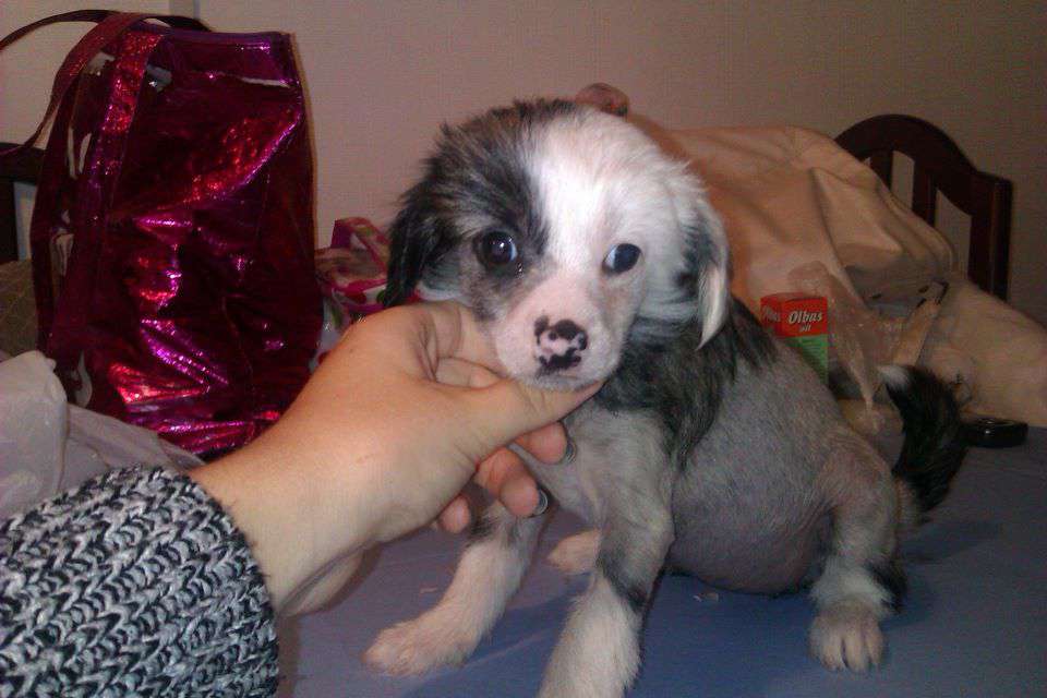 Salmoncrest Lucky Lady