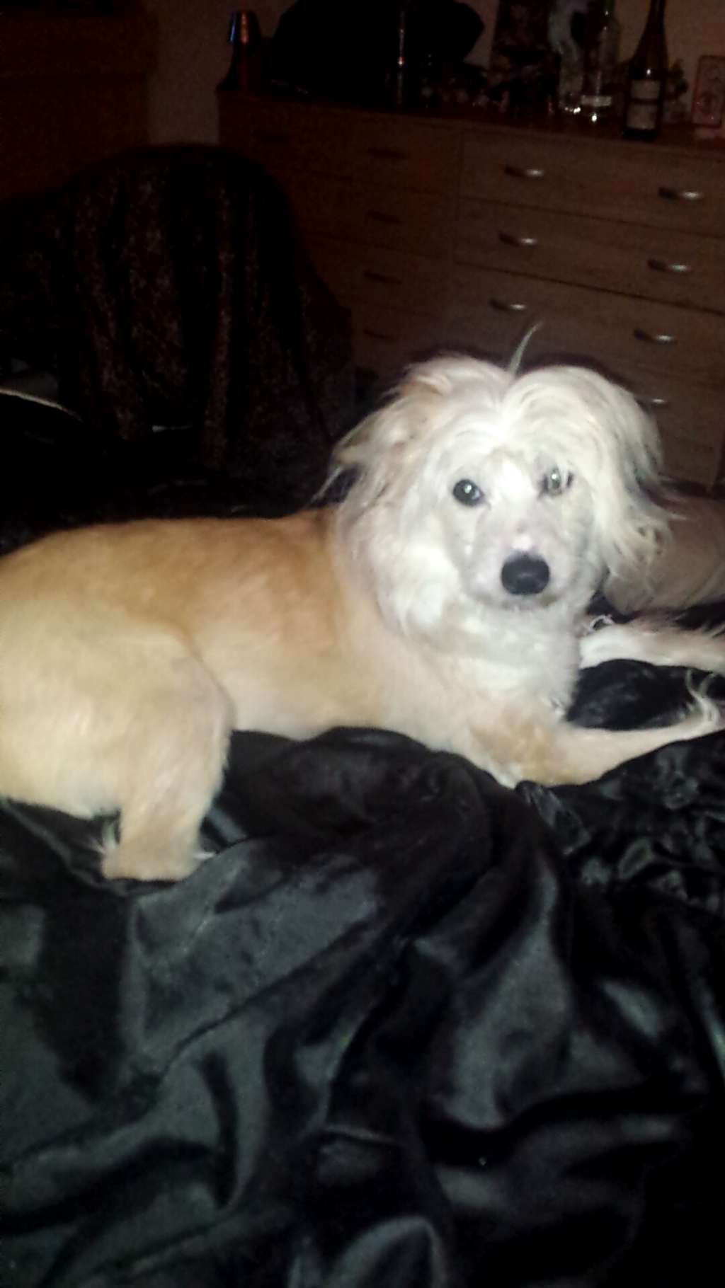 Salmoncrest Kaiser Chief