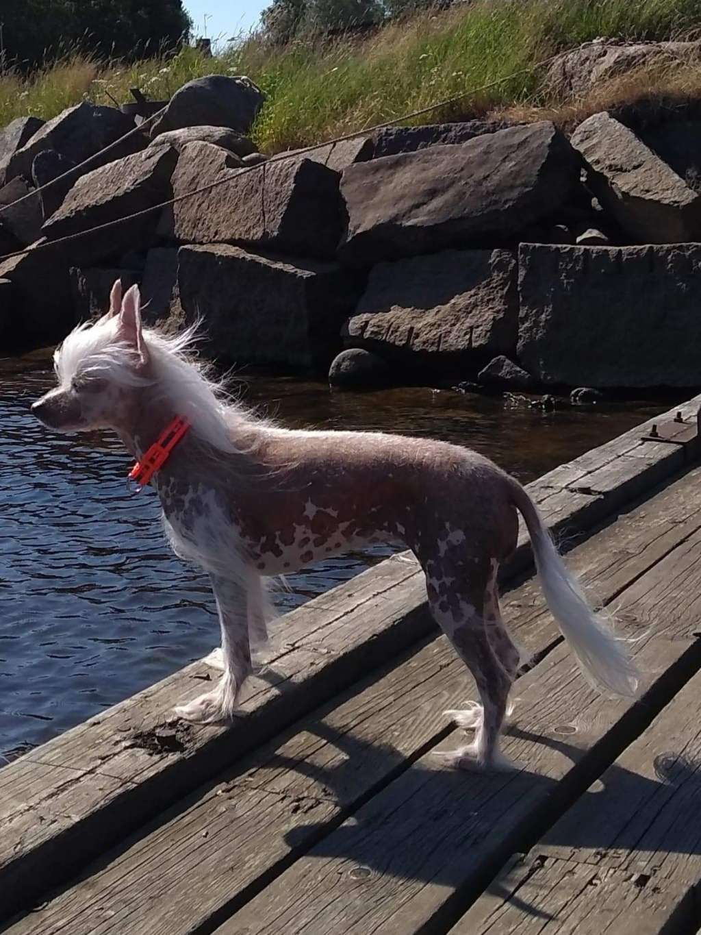 Crestilux Bumble Bee