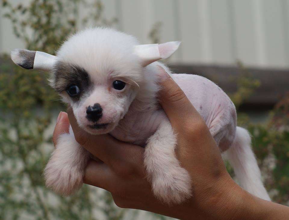 Angel O'Check Bianca Belissimo