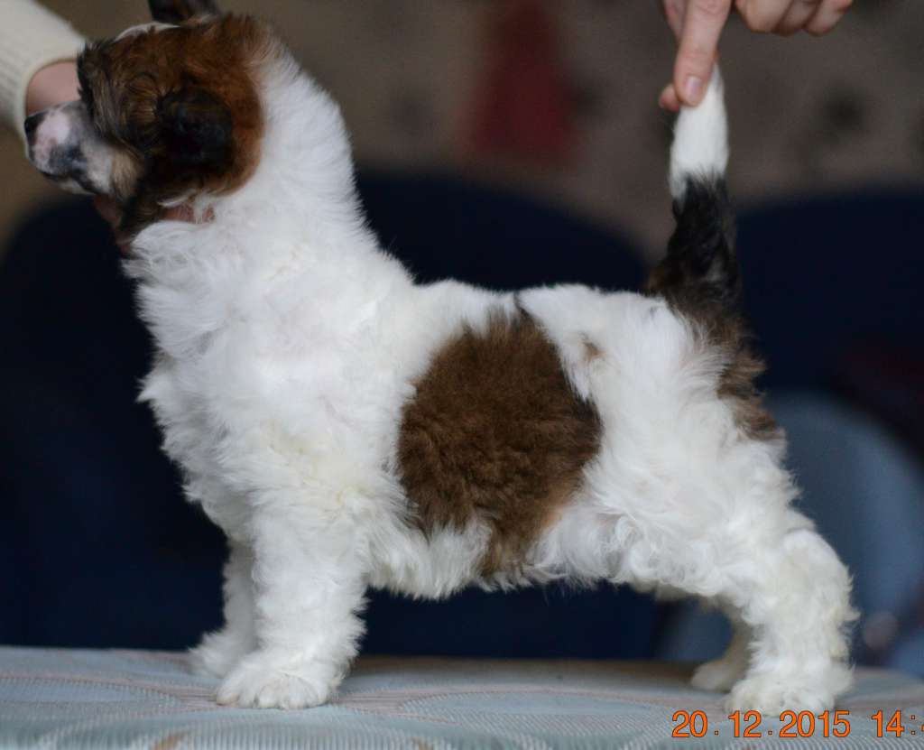 Planeta Angelov Vaynona