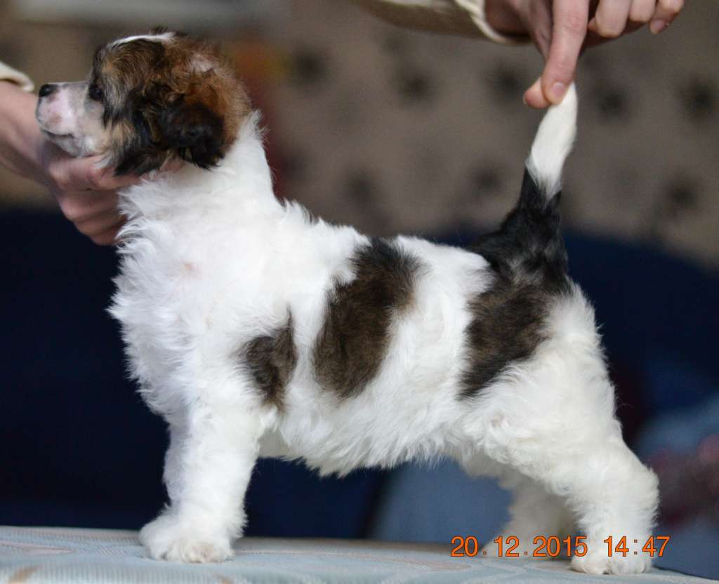Planeta Angelov Vivaldi