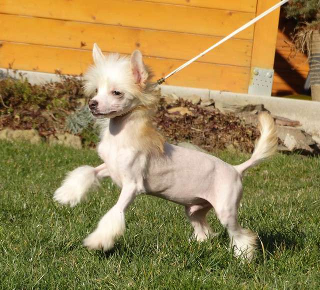 Forseti's Jackson Jack