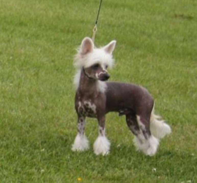 Forseti's Jamaican Fizz