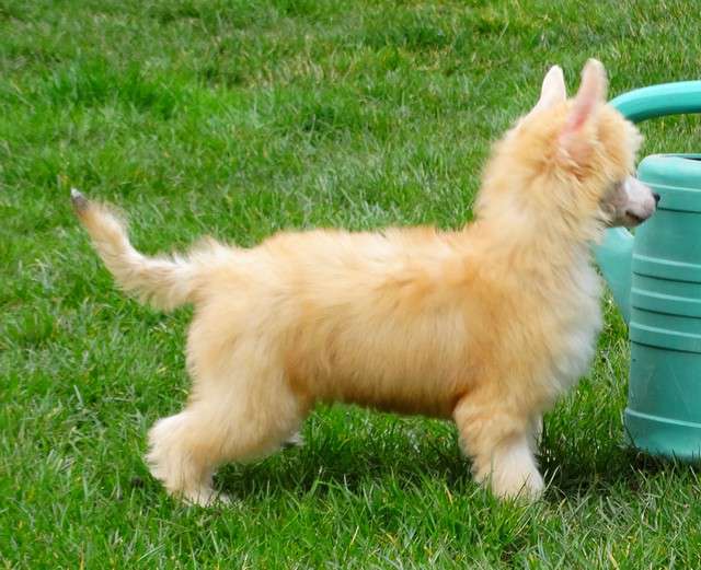 Forseti's Javanese Sunrise