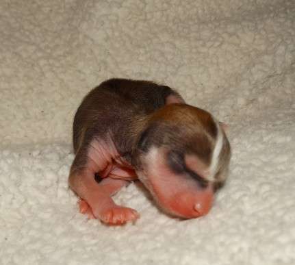 Forseti's Jelly Bean