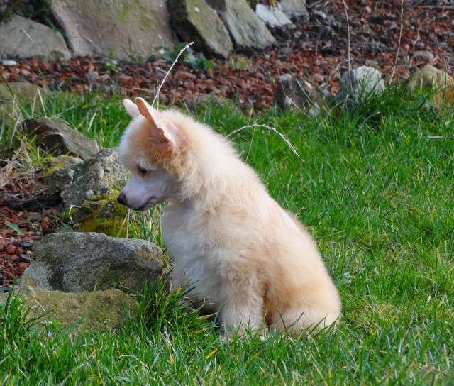 Forseti's JT Delight