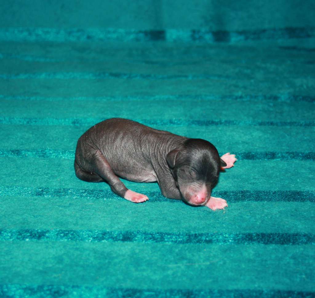 Charuyuschiy Soblazn Love father to son