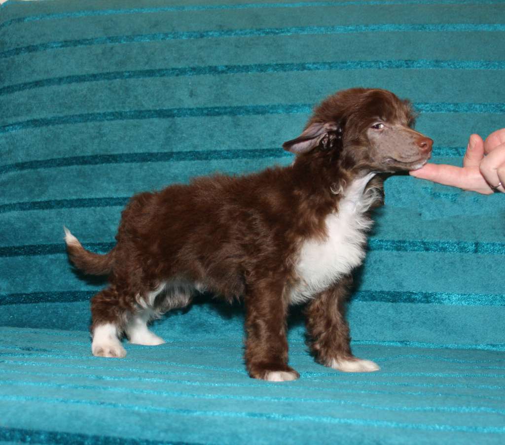 Charuyuschiy Soblazn Lingrem