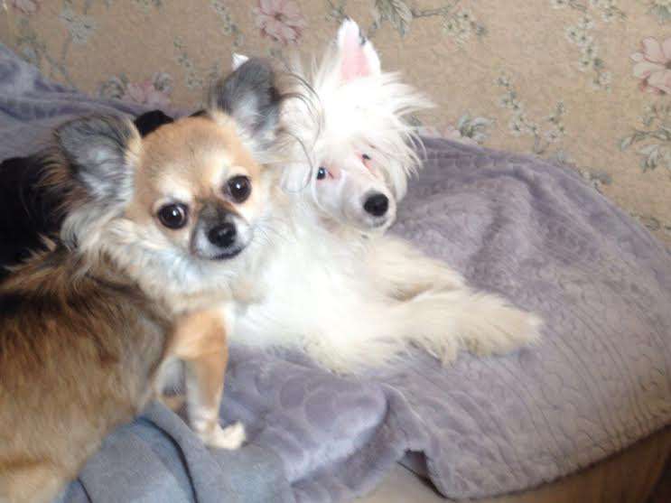 Snowflake Ice Prince