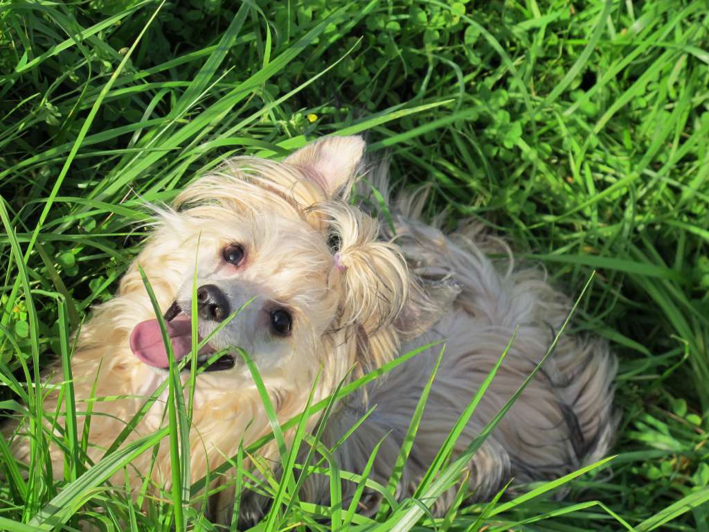 Salsa Casino Sprightly