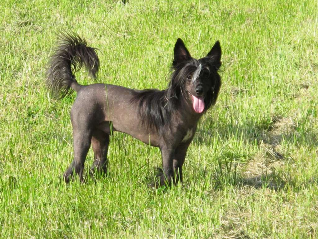 Successful Black Radiance