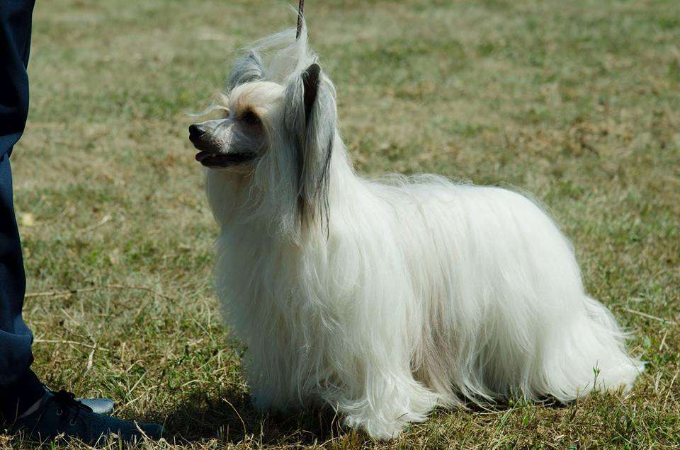 Anna Sky Kennel Zorro