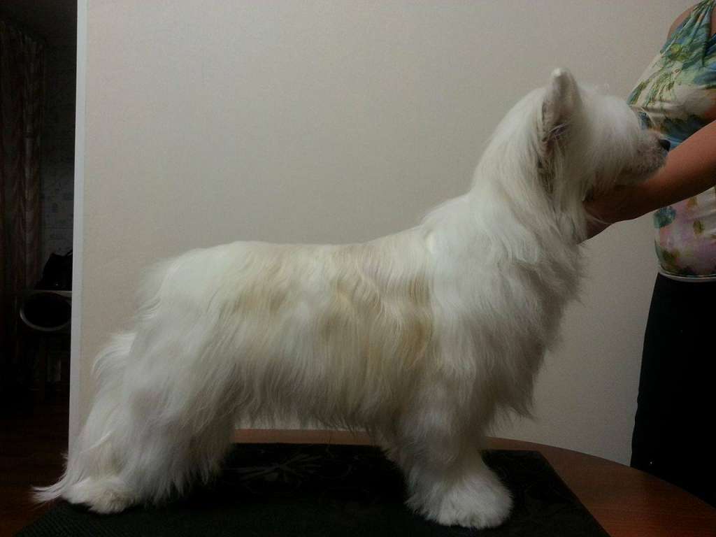 Anna Sky Kennel Zoriy