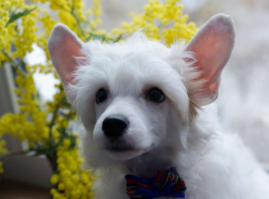 Anna Sky Kennel Zefir