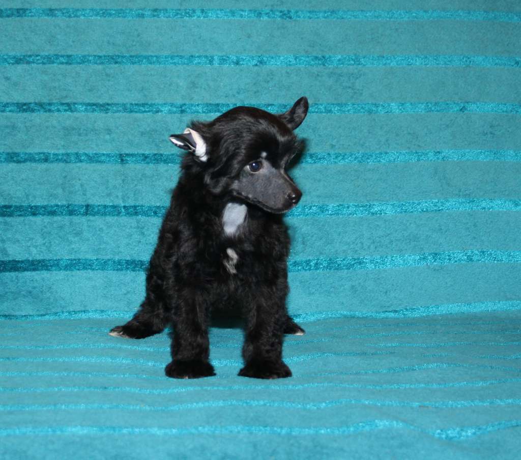 Charuyuschiy Soblazn Lorenzo