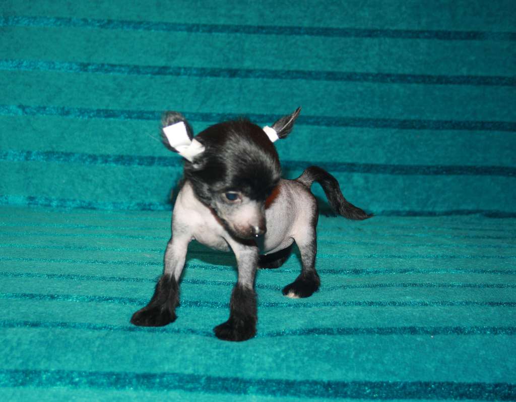 Charuyuschiy Soblazn Le Monik De Nuar