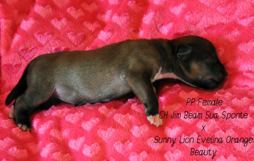 Crystal Soul Grace Kelly