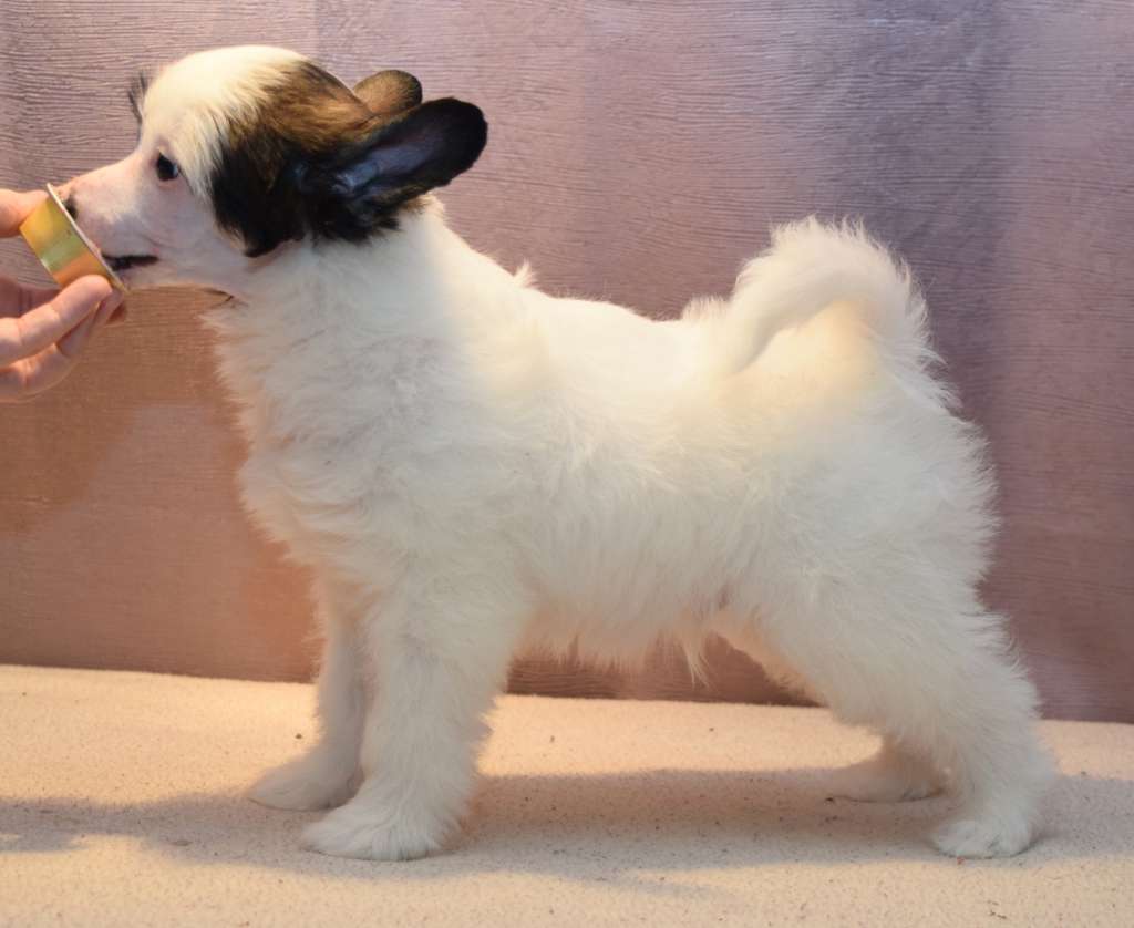 Artic Flyer's Northern Attraction