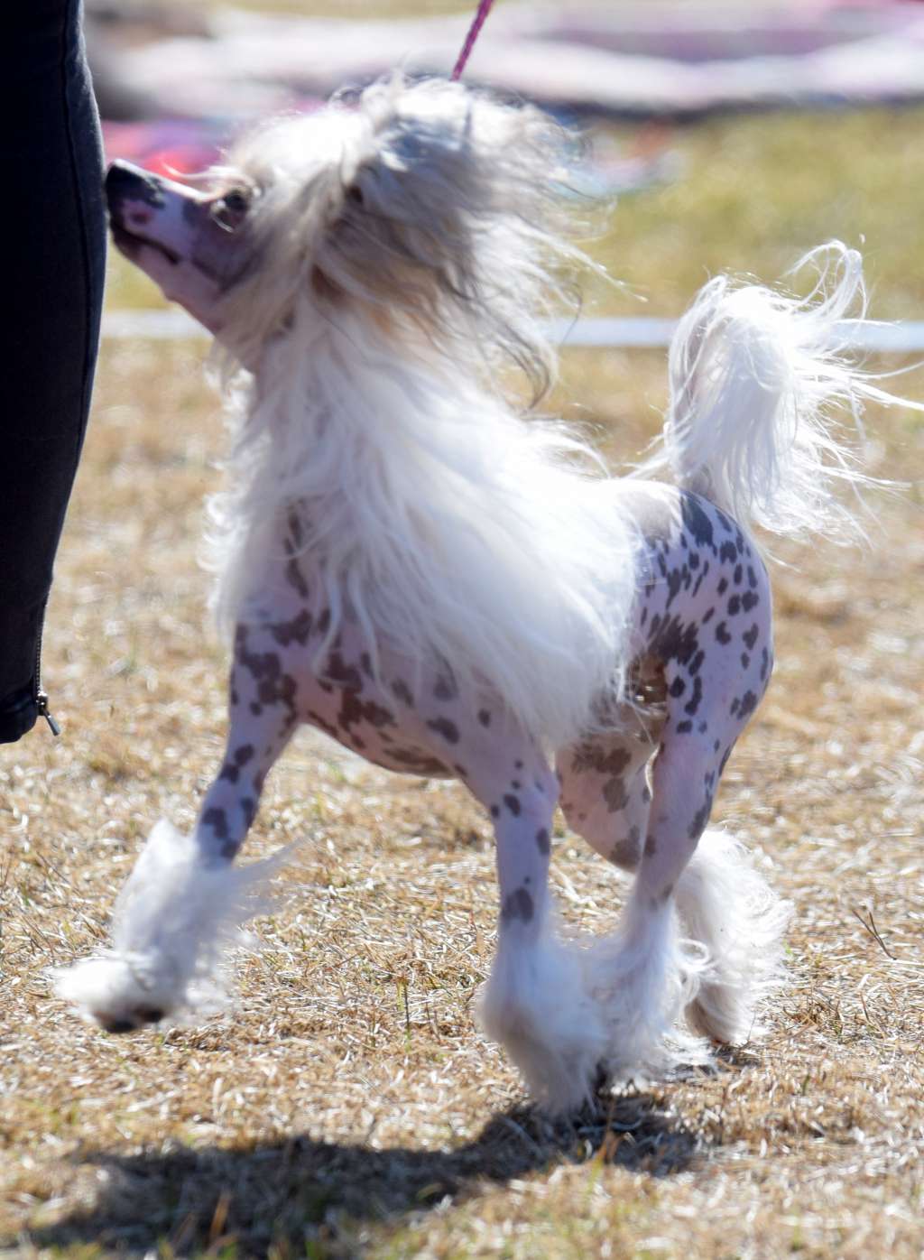 Artic Flyer's Northern Diva