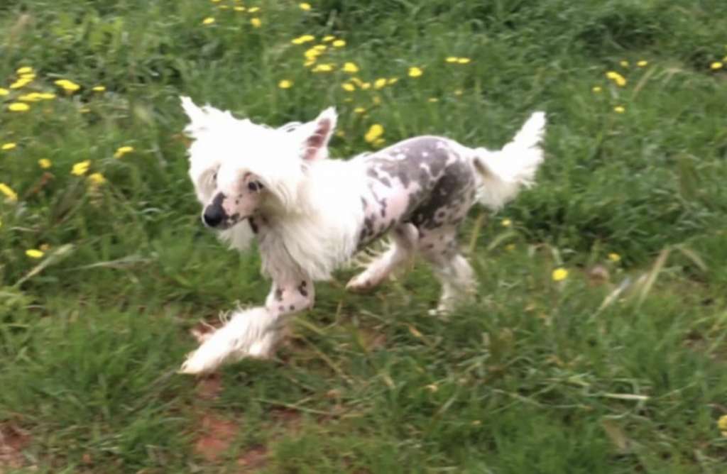 UFoskito de le Chien Bourjois