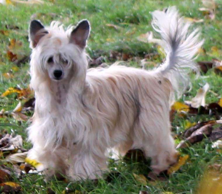 Little Rehma's Eowyn