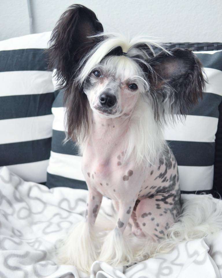 Marloviisan Emerald Star