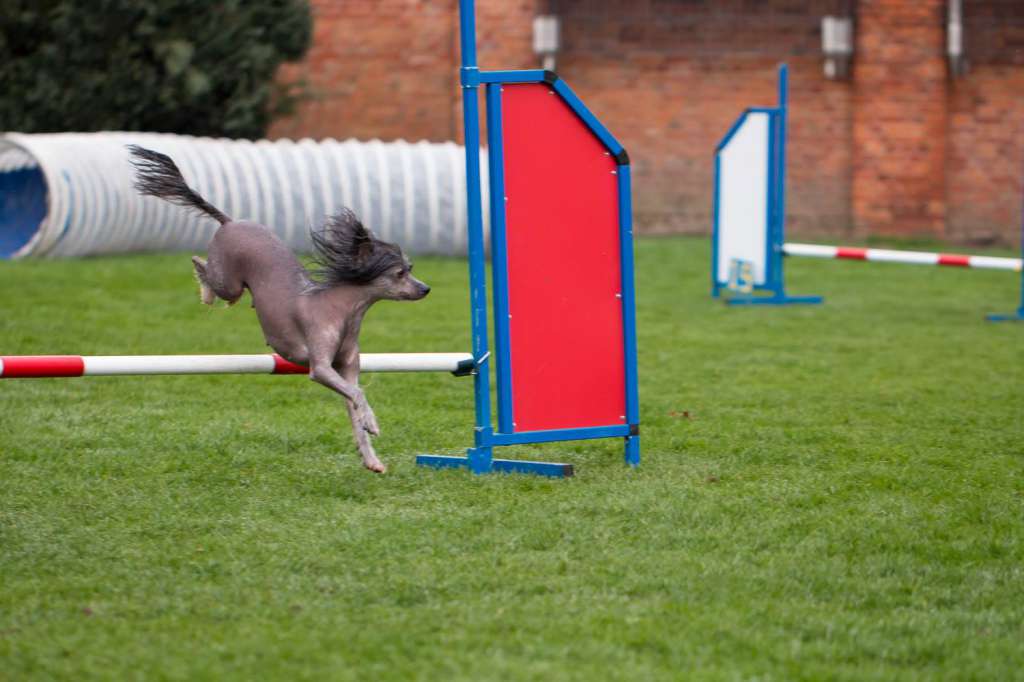 Sundust Dragons Ocean Breeze