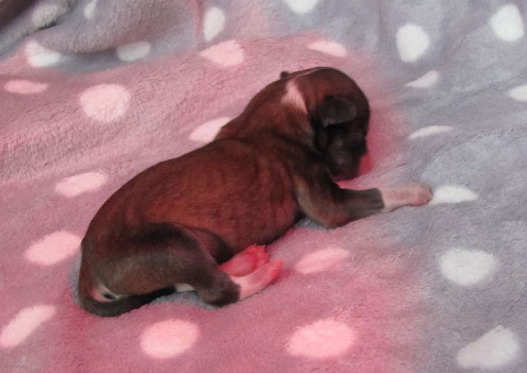 Sundust Dragons Oberon The Great