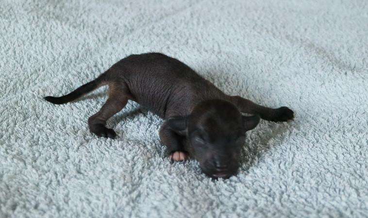 Windy Willow's Hot Dog