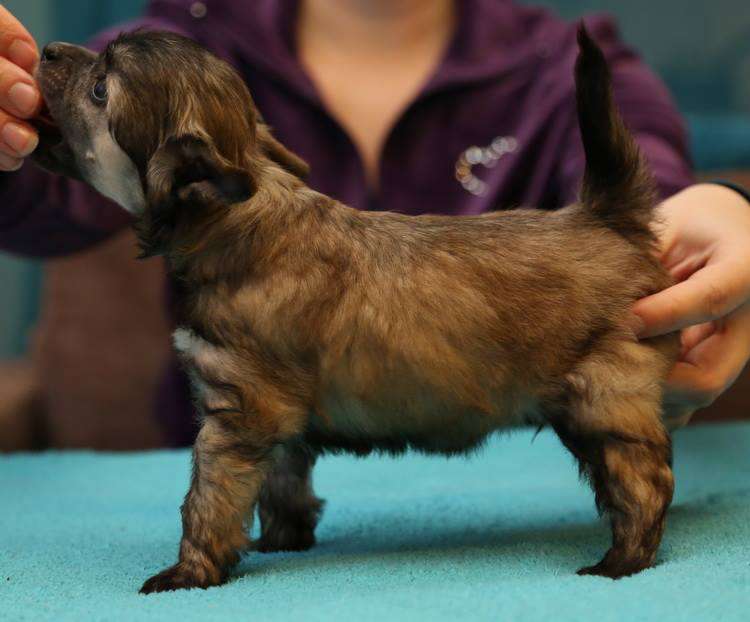 Windy Willow's Hot and Spicy