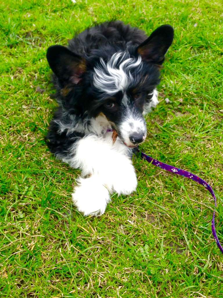 Alwin Dream of Childhood