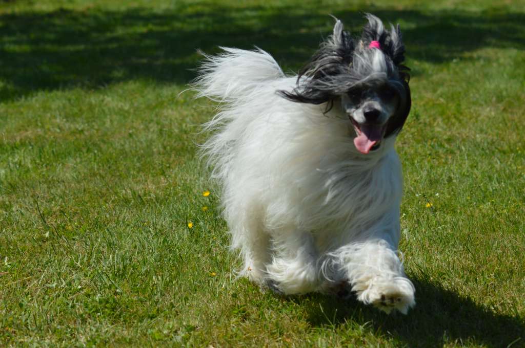 Olympia Kameleondogs