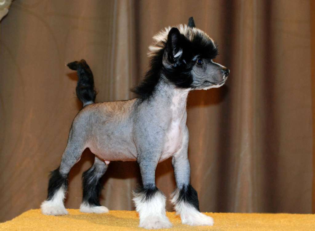 AkDeniz  Wild Spirit