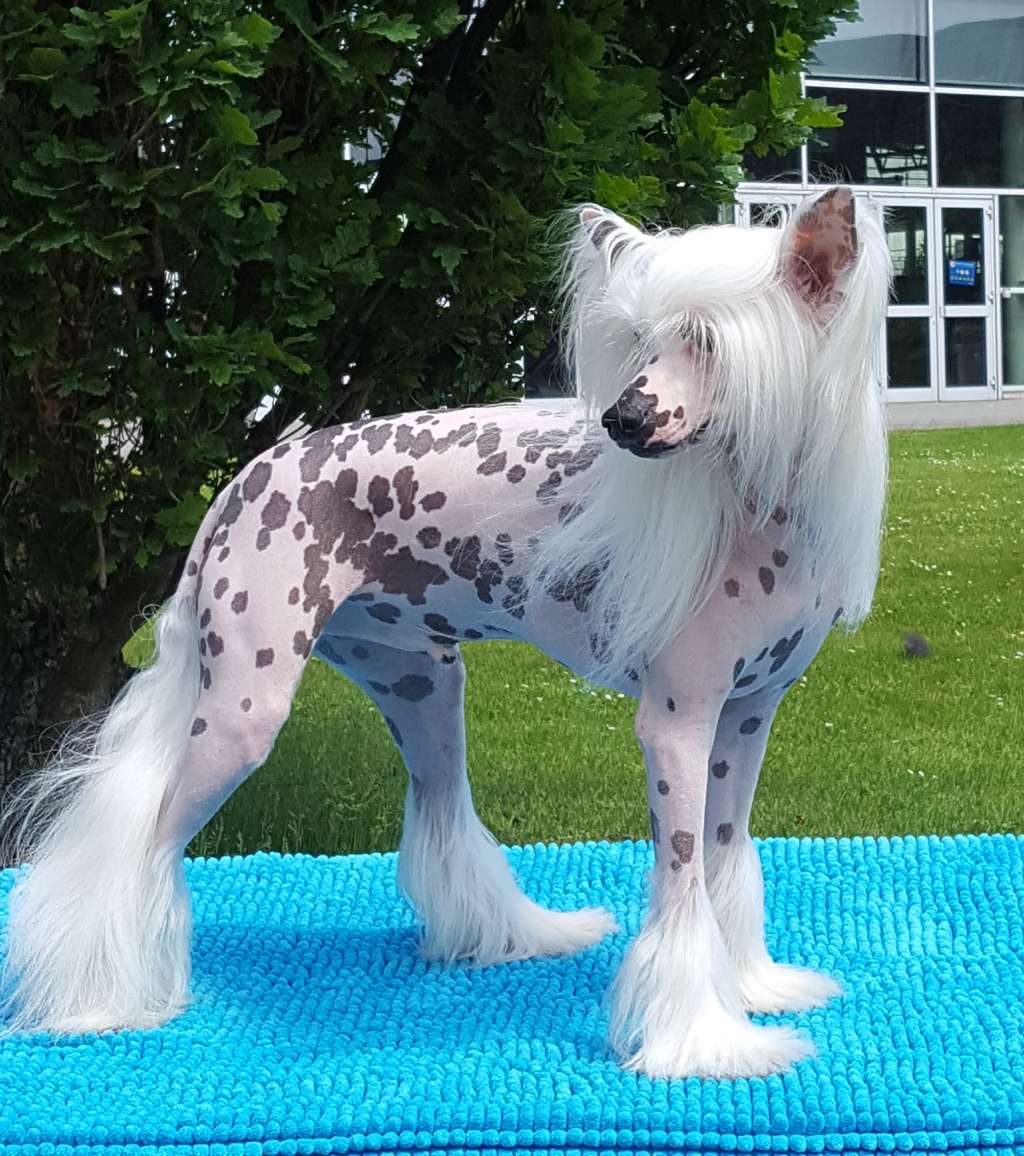 AkDeniz White Walker