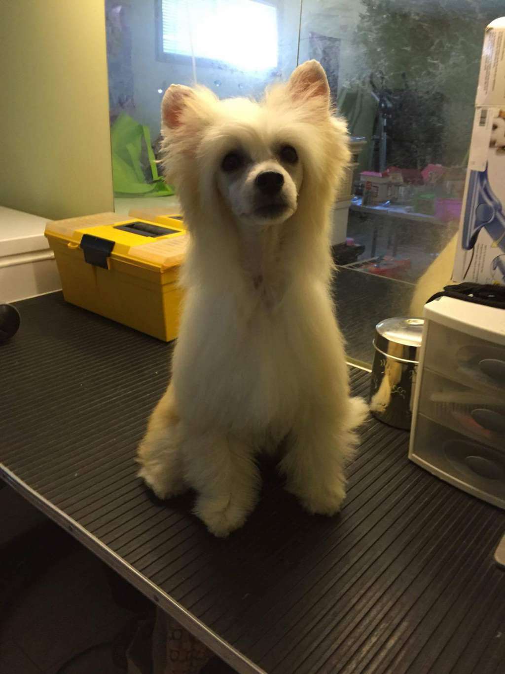 Mandi Lou Sasima(fci)