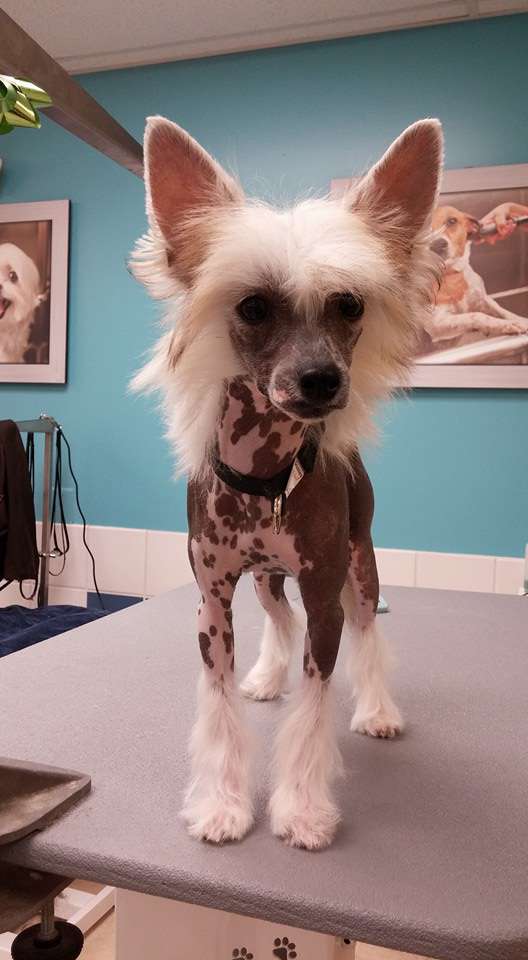 Moddy Meggie Sasima(fci)