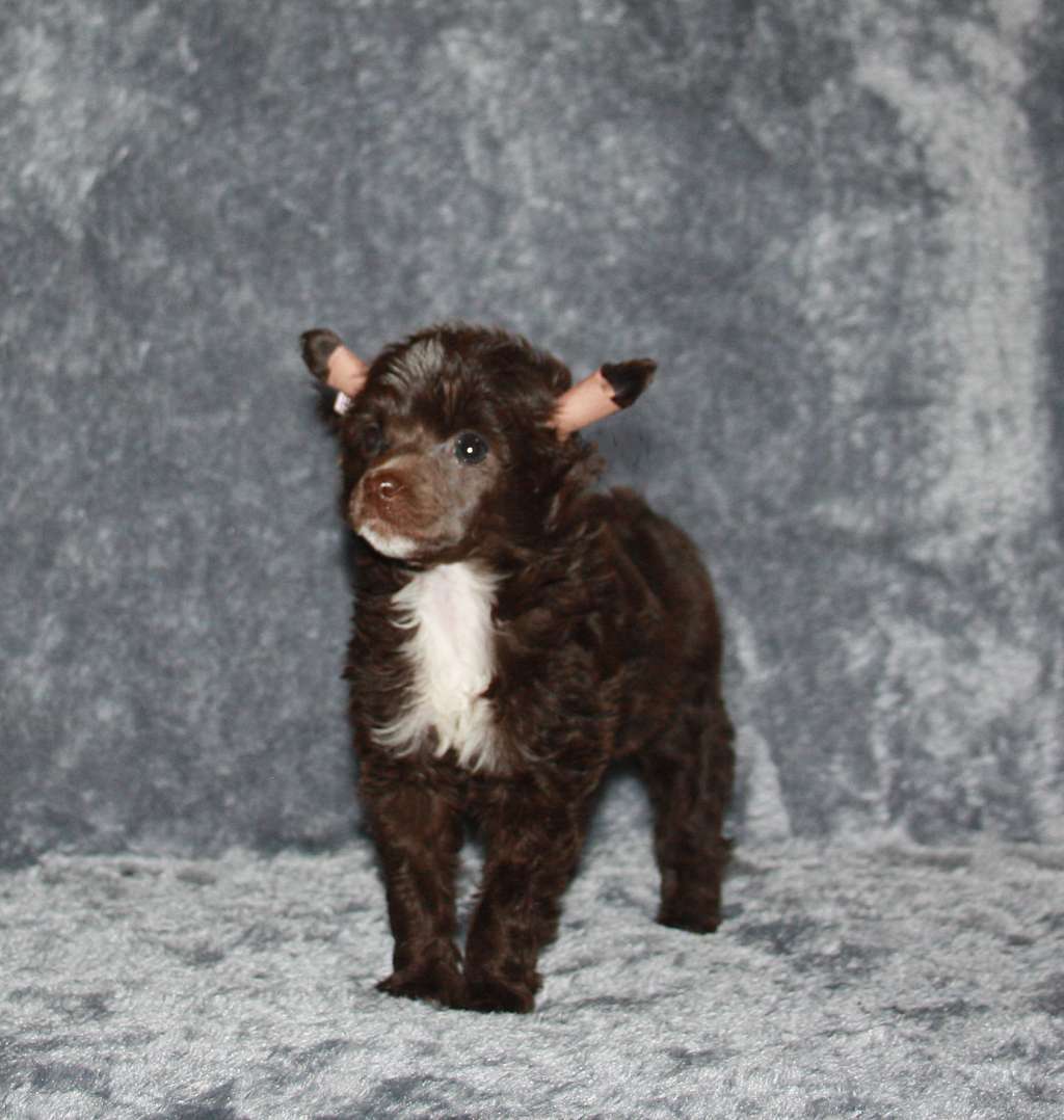 Charuyuschiy Soblazn K...