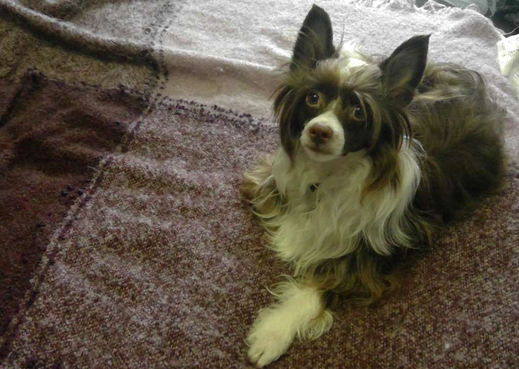 Millenium Pride Zhusten Laksheri