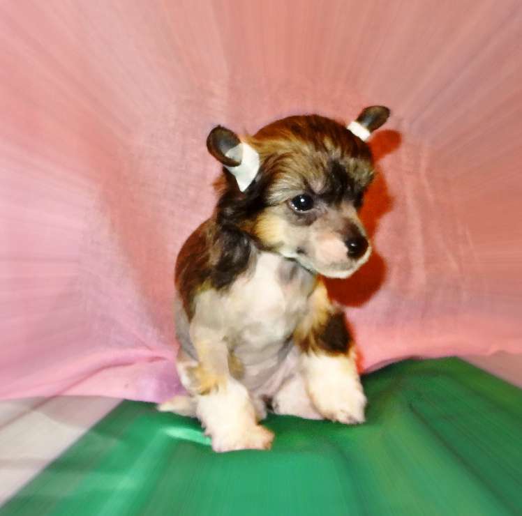 Millenium Pride Zhemchuzhina Givenchy