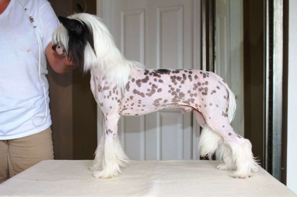 Zhen's Connect The Dots