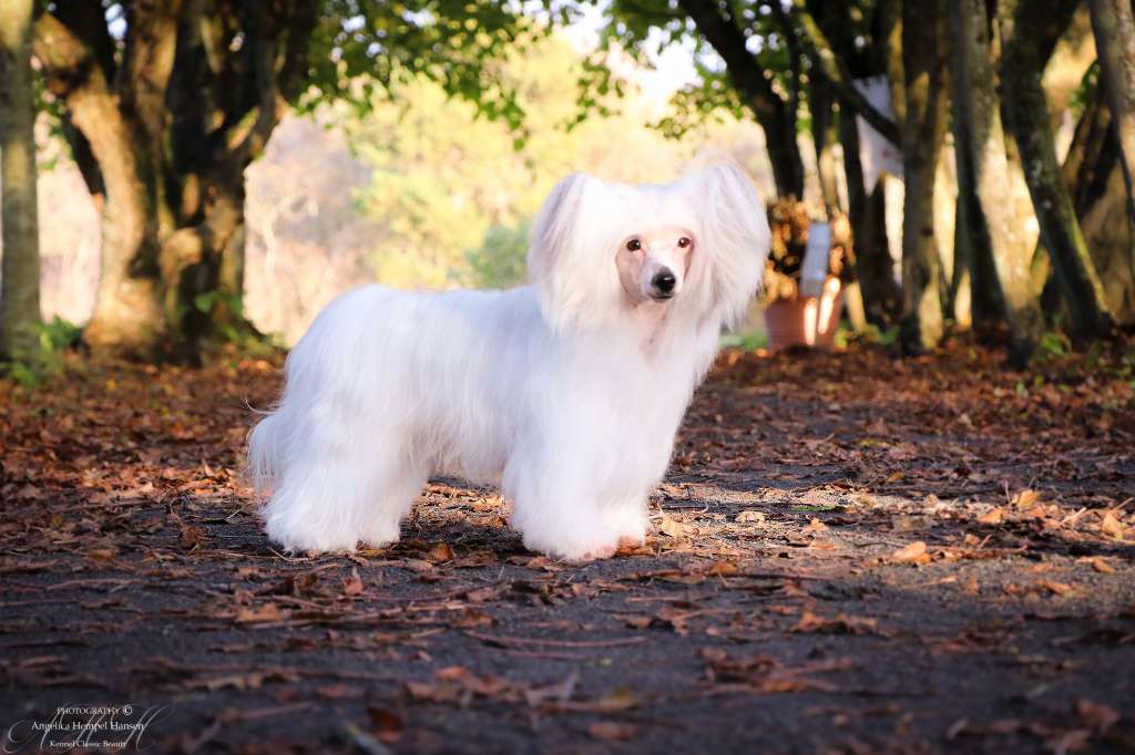 Classic Beauty A Beauty To Behold