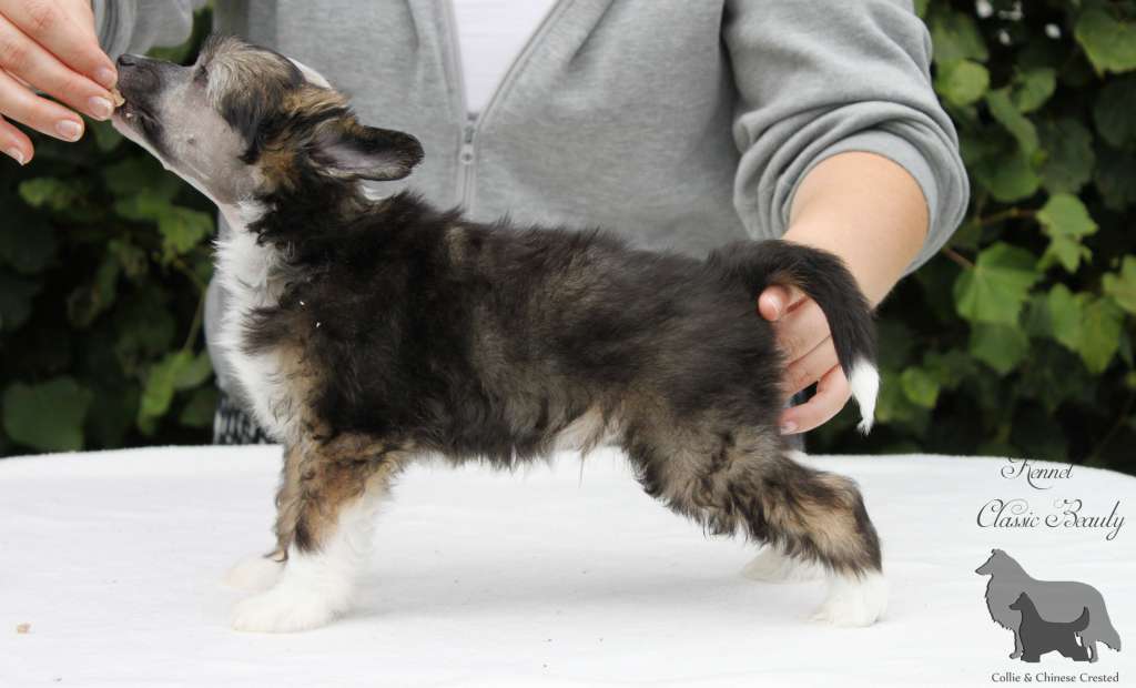 Classic Beauty A Game Changer