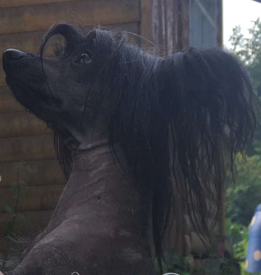 Malysh I Ko Korolevskij Soblazn