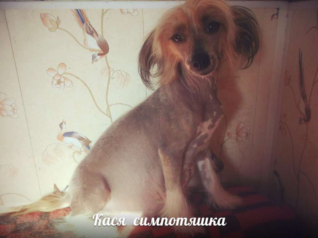 Malysh I Ko Kassiopeya