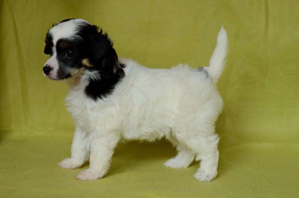 Family Song's Wynona