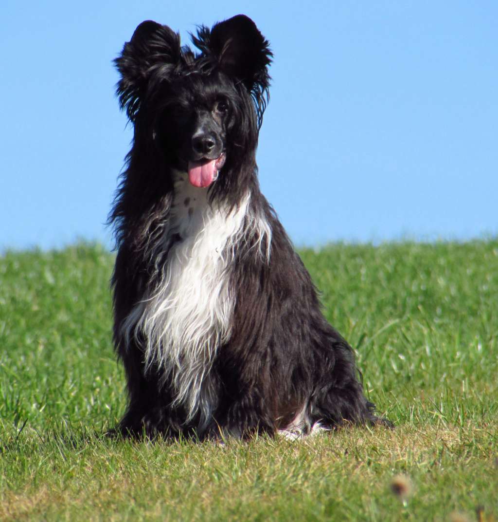 Family Song's Willy Wonka